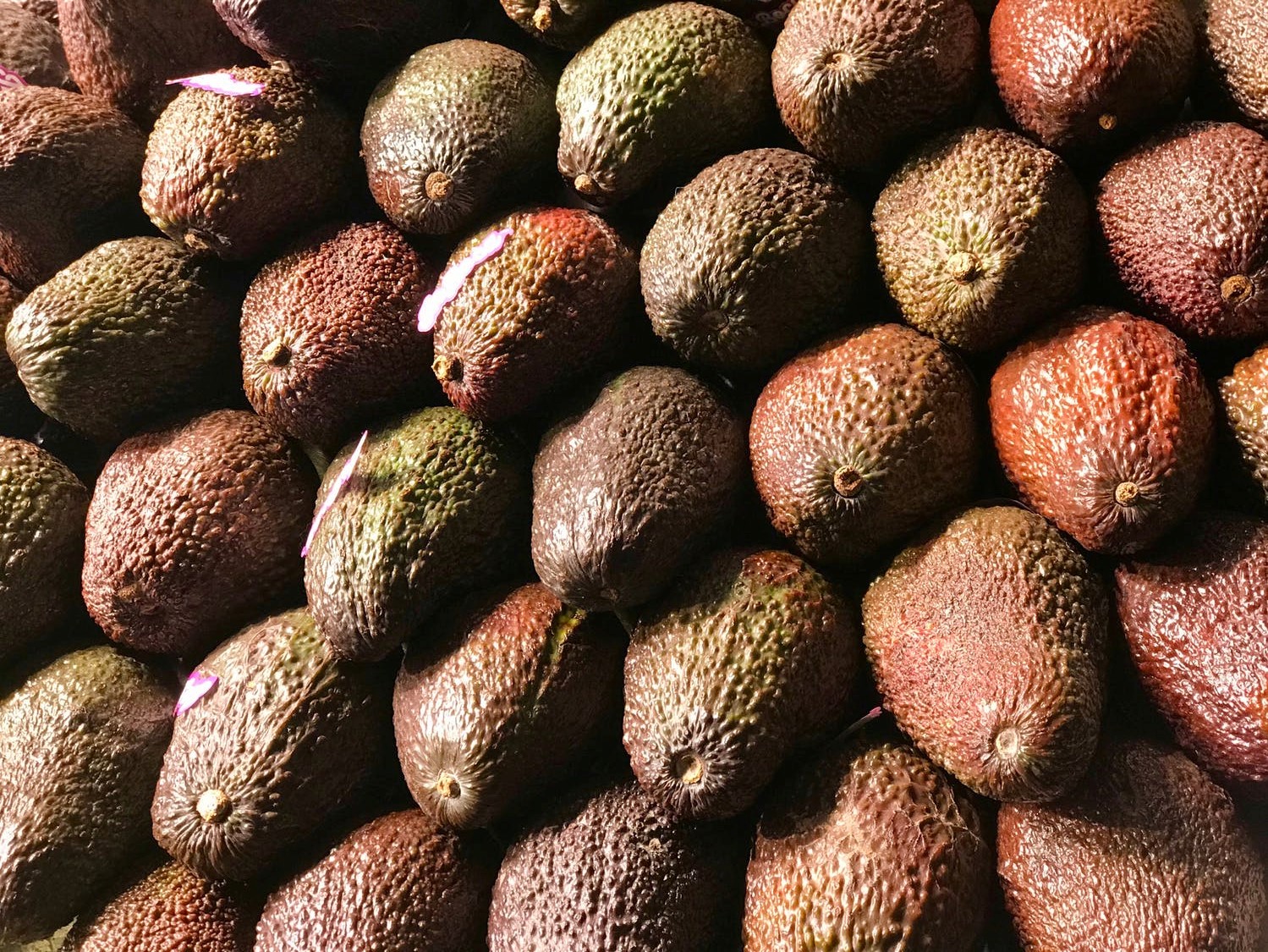 Fresh Avocados