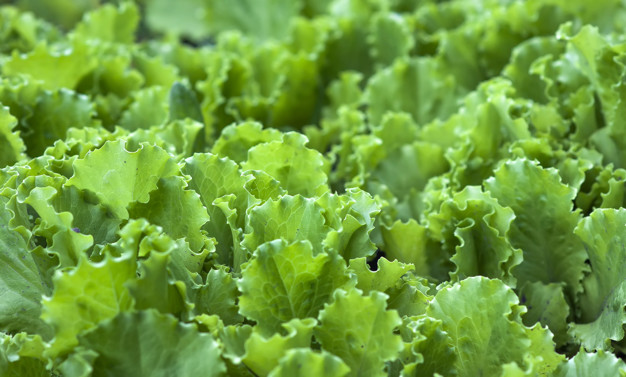 Green Salad Leaves