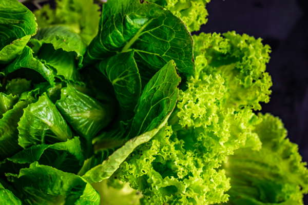 lettuce