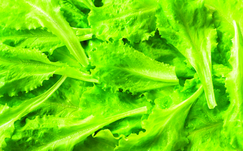 Lettuce