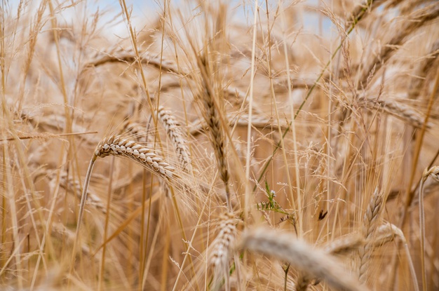 Wheat Grain