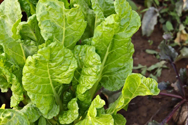 Lettuce