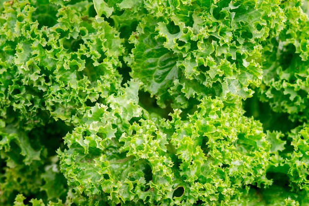 Lettuce
