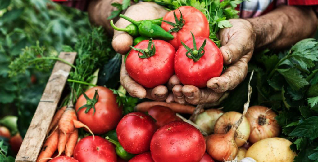 Fresh Tomatoes