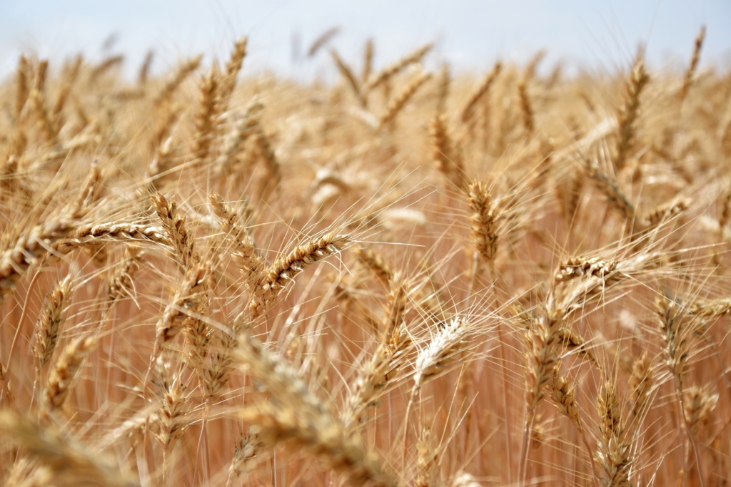 grain commodity update from dining alliance
