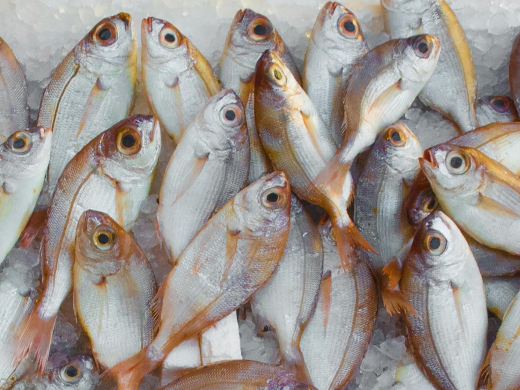 seafood commodity update from dining alliance
