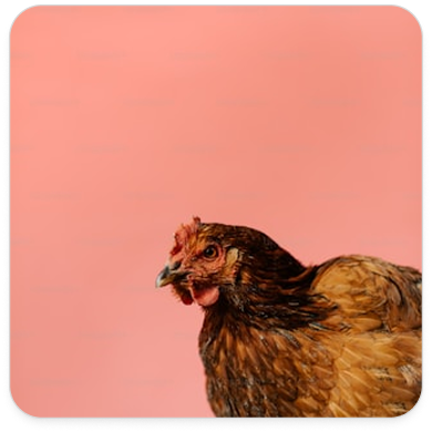 Hen