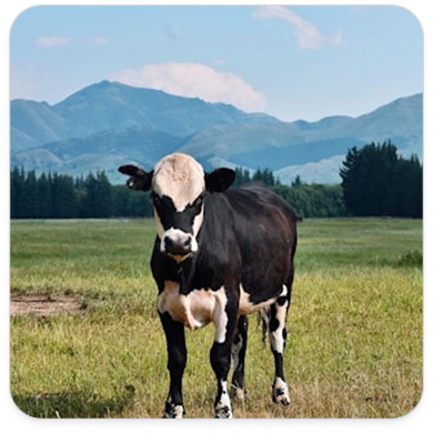 Cow