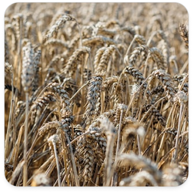 Grain Wheat